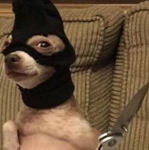 Meet your Posher, Enze